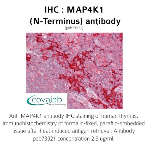MAP4K1 (N-Terminus) antibody