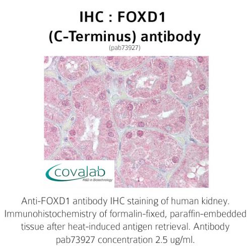 FOXD1 (C-Terminus) antibody