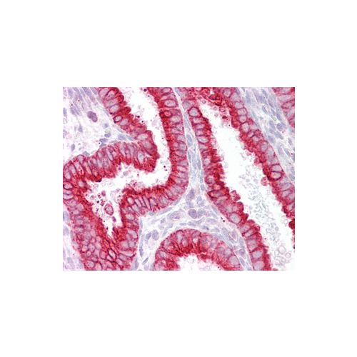 CHRNB4 (Internal) antibody