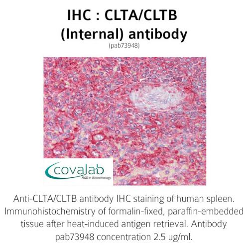 CLTA/CLTB (Internal) antibody