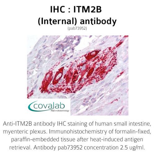 ITM2B (Internal) antibody