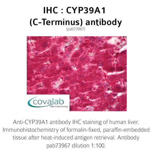 CYP39A1 (C-Terminus) antibody
