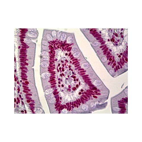 HNRNPA1 / HnRNP A1 (Internal) antibody