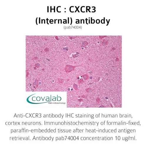 CXCR3 (Internal) antibody