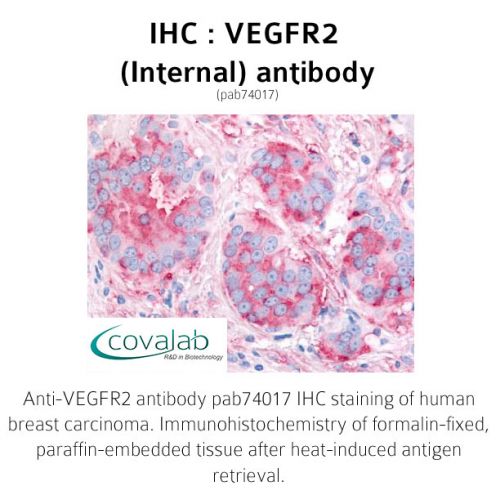 VEGFR2 (Internal) antibody