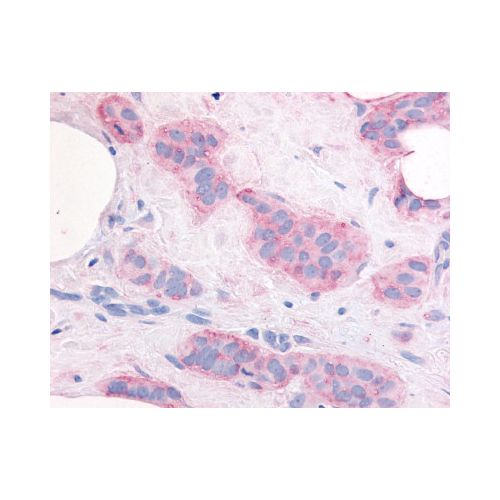 VEGFR2 (Internal) antibody