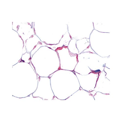 VIP Receptor 1 (Cytoplasmic Domain) antibody