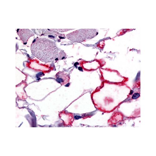 VIP Receptor 1 (Cytoplasmic Domain) antibody