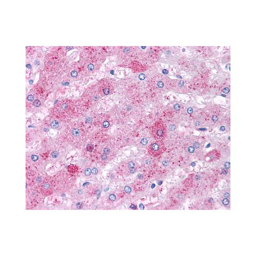 VIPR2 (C-Terminus) antibody