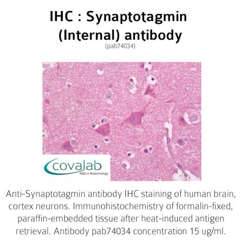 Synaptotagmin (Internal) antibody