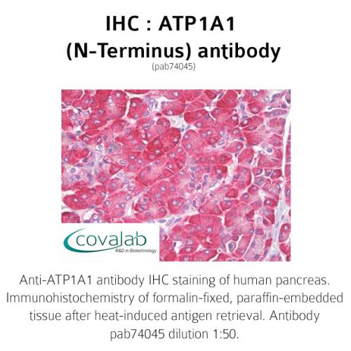 ATP1A1 (N-Terminus) antibody