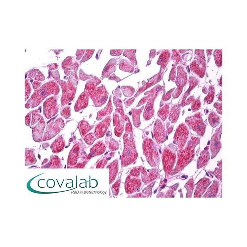 MARK2 (Internal) antibody