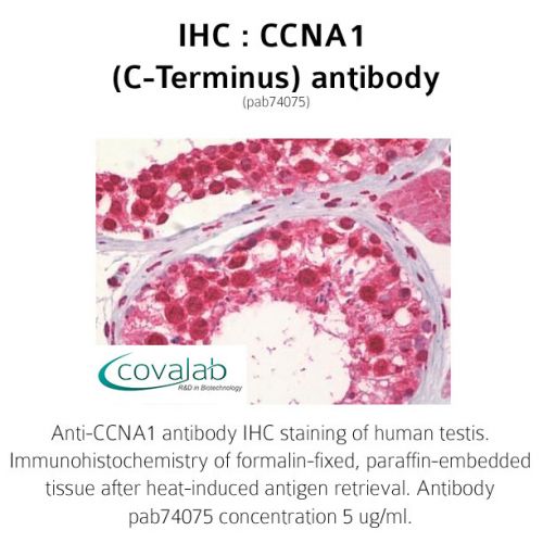 CCNA1 (C-Terminus) antibody