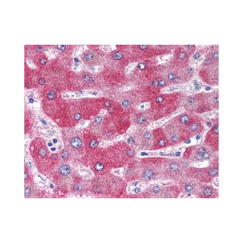 WNT1 (Internal) antibody