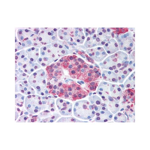 WNT10A (Internal) antibody