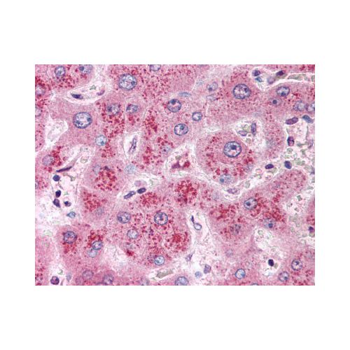 WNT11 (Internal) antibody