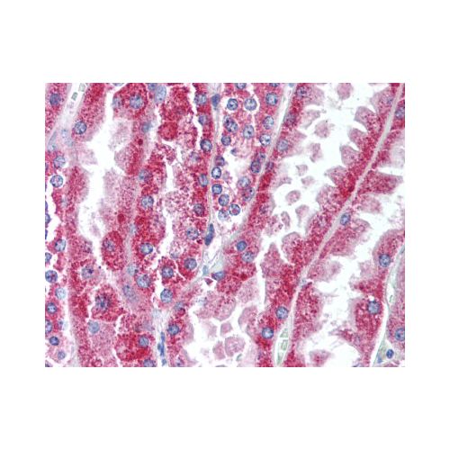 WNT16 (Internal) antibody