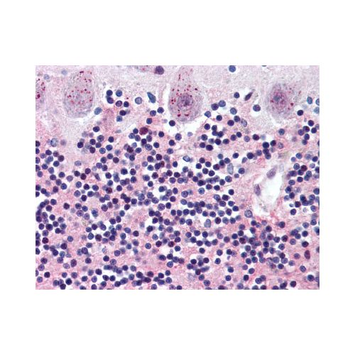 WNT2 (Internal) antibody