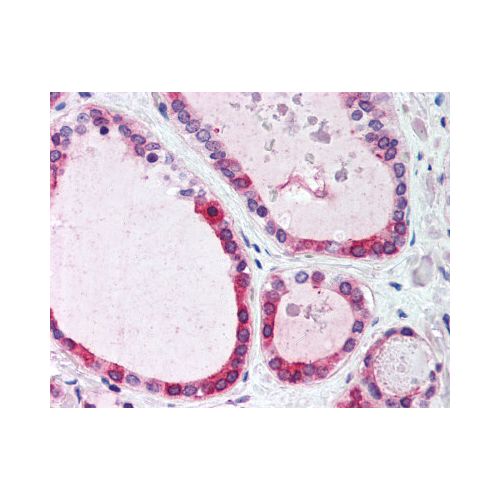 WNT4 (Internal) antibody