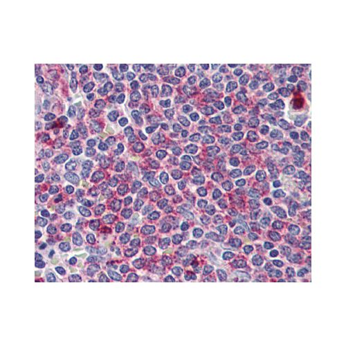 WNT5B (Internal) antibody
