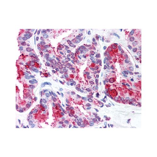WNT5B (Internal) antibody