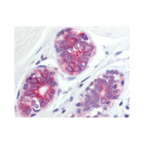 WNT6 (Internal) antibody