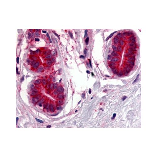 WNT8A (Internal) antibody