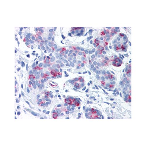 WNT8A (Internal) antibody
