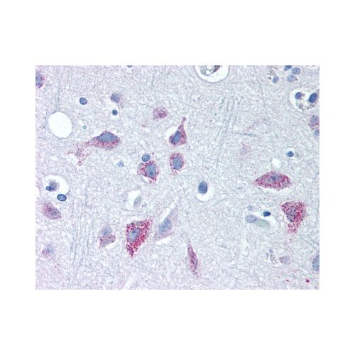 WNT8B (Internal) antibody