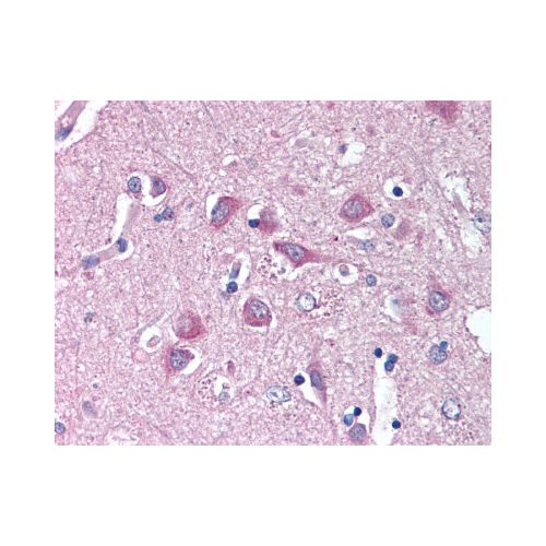 WNT9A (N-Terminus) antibody
