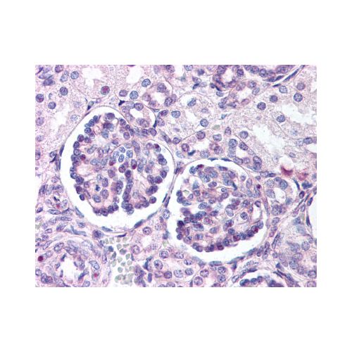 WNT9B (Internal) antibody