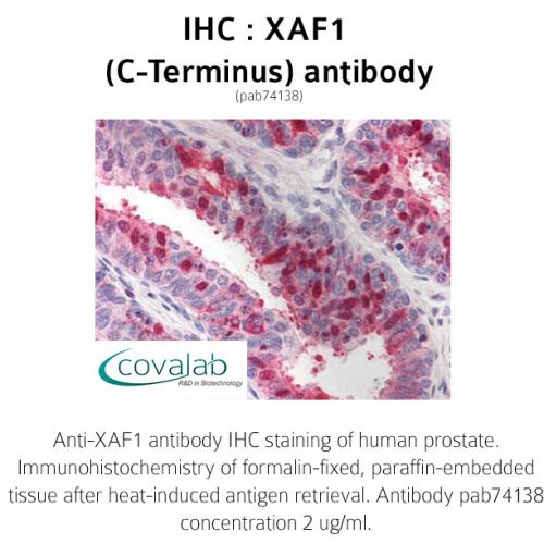XAF1 (C-Terminus) antibody