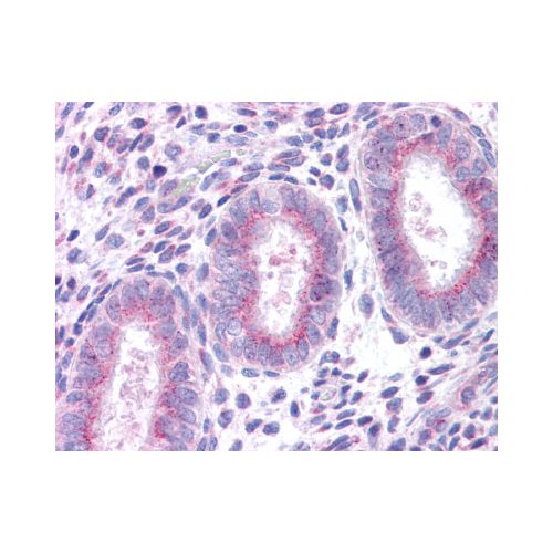XCR1 (C-Terminus) antibody