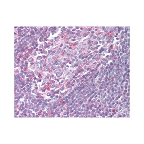 XCR1 (Cytoplasmic Domain) antibody