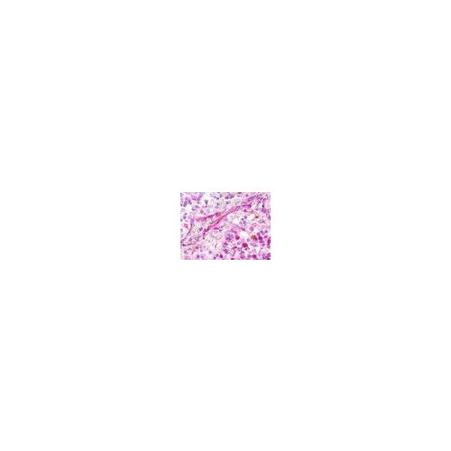 XCR1 (Extracellular Domain) antibody