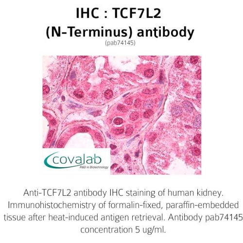 TCF7L2 (N-Terminus) antibody