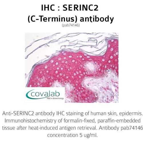 SERINC2 (C-Terminus) antibody