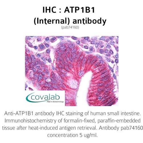 ATP1B1 (Internal) antibody