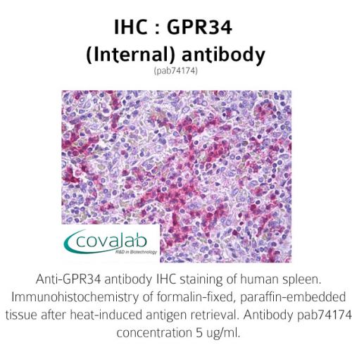 GPR34 (Internal) antibody