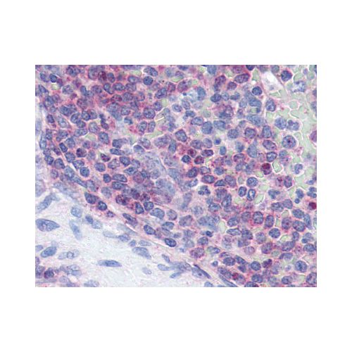 XCR1 (Extracellular Domain) antibody