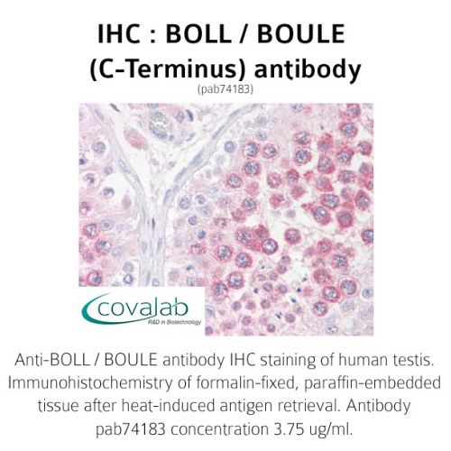 BOLL / BOULE (C-Terminus) antibody