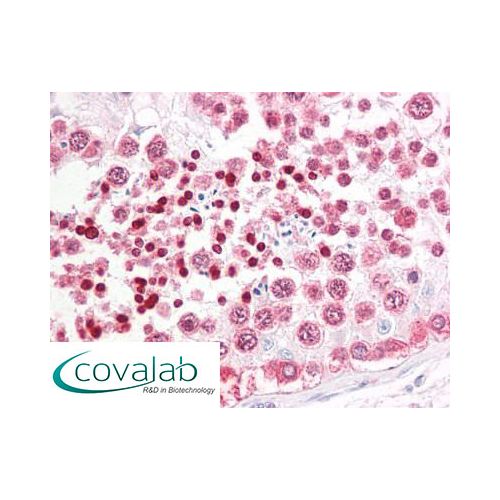 INADL (N-Terminus) antibody