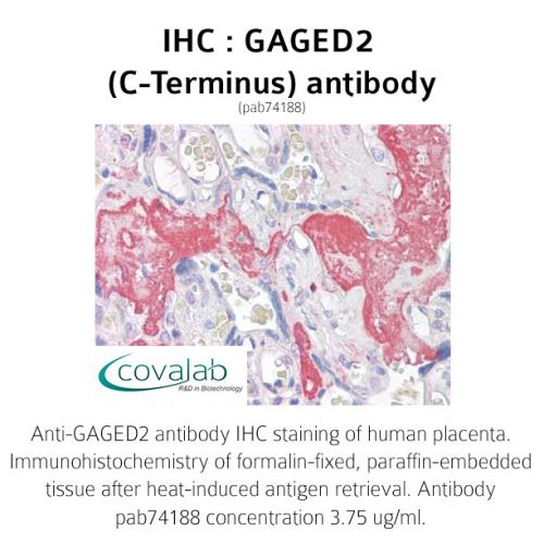 GAGED2 (C-Terminus) antibody