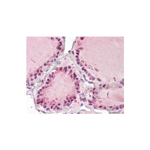 TAB3 / MAP3K7IP3 (aa59-69) antibody