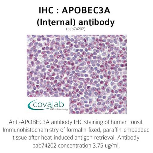 APOBEC3A (Internal) antibody