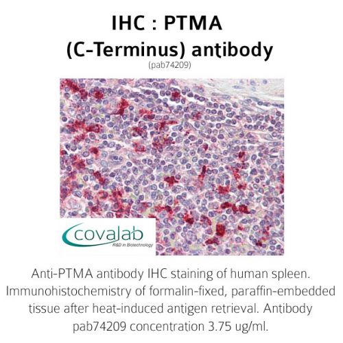 PTMA (C-Terminus) antibody