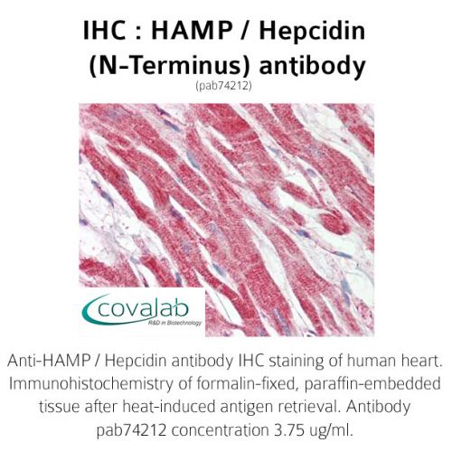 HAMP / Hepcidin (N-Terminus) antibody