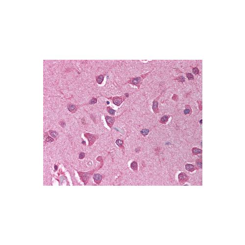 GAPDH (aa51-290) antibody