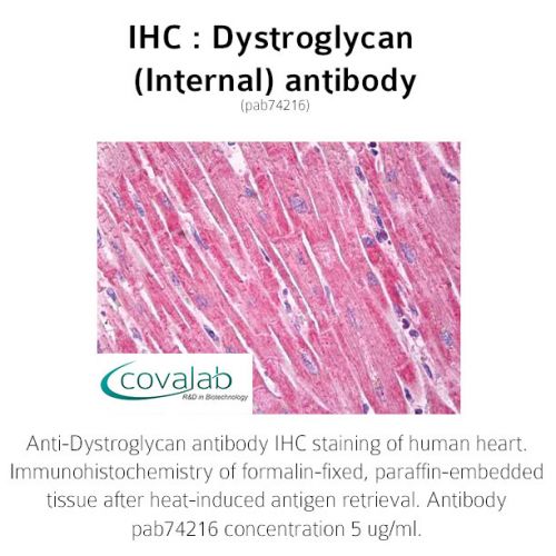 Dystroglycan (Internal) antibody