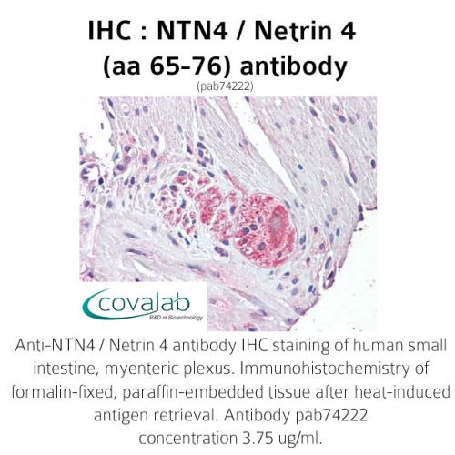 NTN4 / Netrin 4 (aa 65-76) antibody